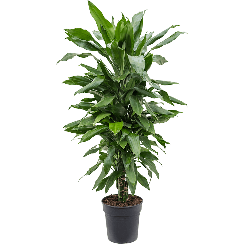 Dracaena fragrans 'Janet Lind'
