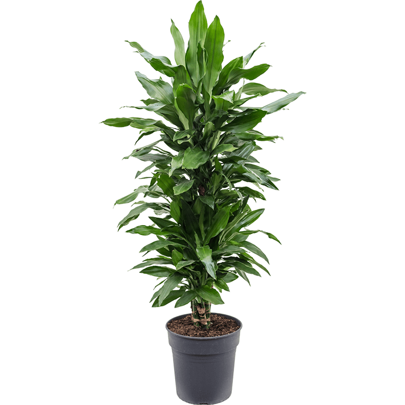 Dracaena fragrans 'Janet Lind'