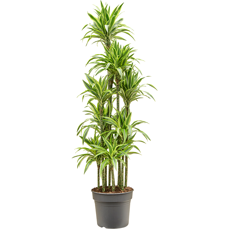Dracaena fragrans 'Lemon Lime'