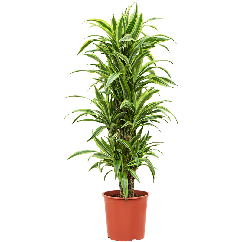 Dracaena fragrans 'Lemon Lime'