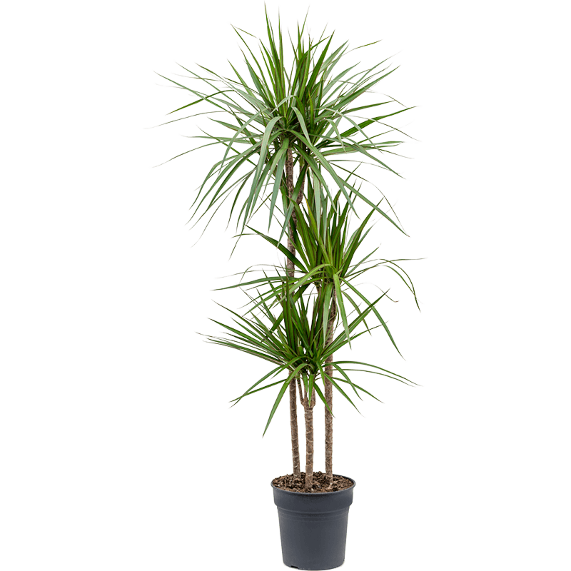 Dracaena marginata kantoorplant