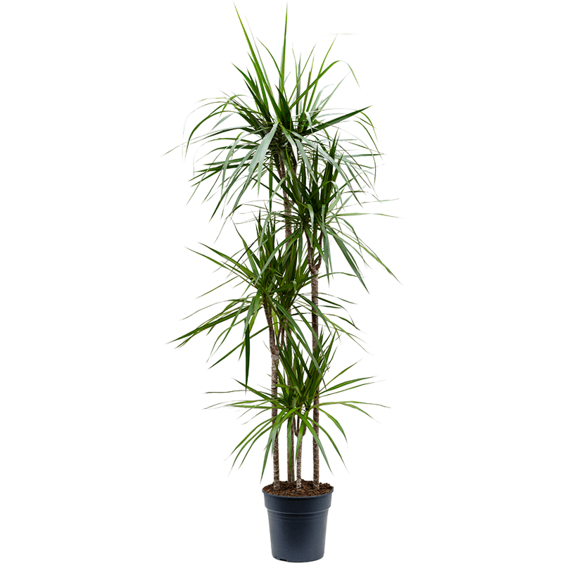 Dracaena marginata