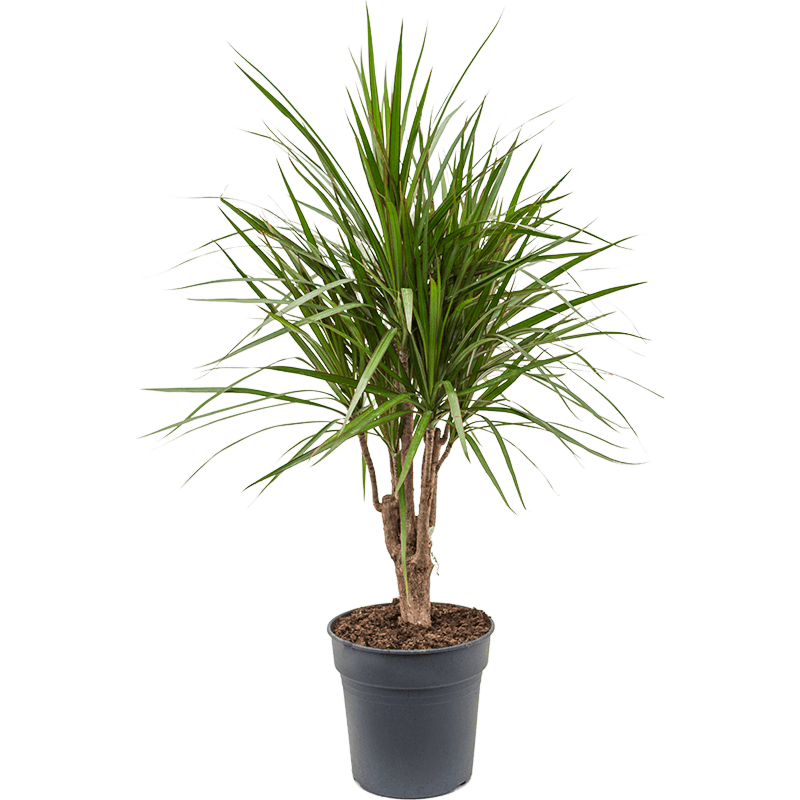 Dracaena marginata