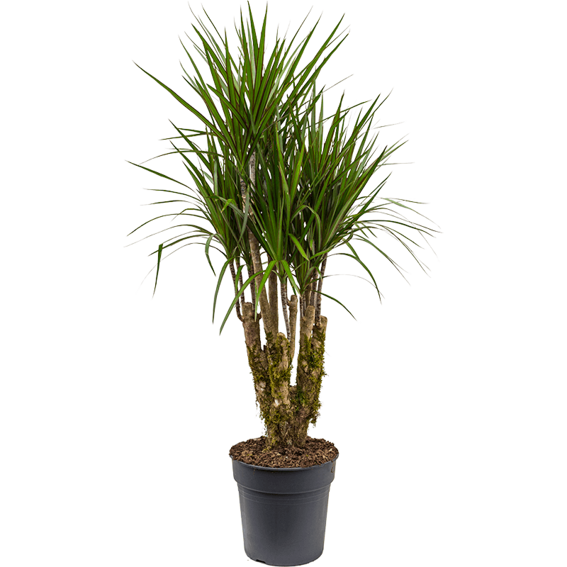 Dracaena marginata