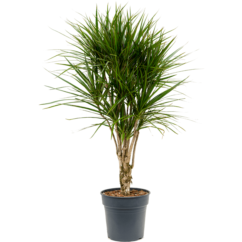 Dracaena marginata, kantoorplant op stam
