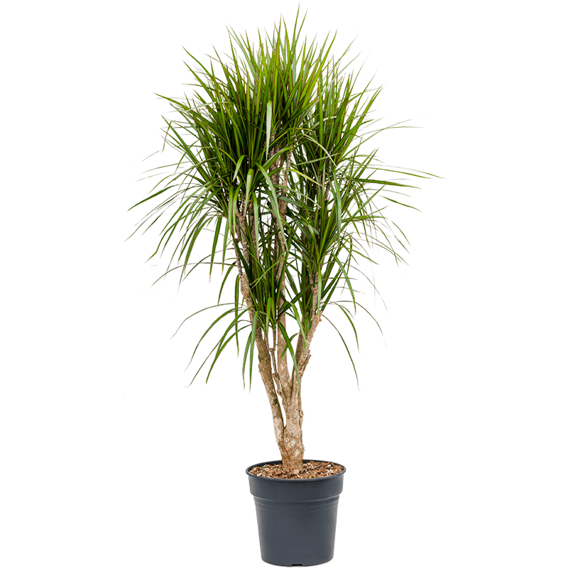 Dracaena marginata, kantoorplant op stam