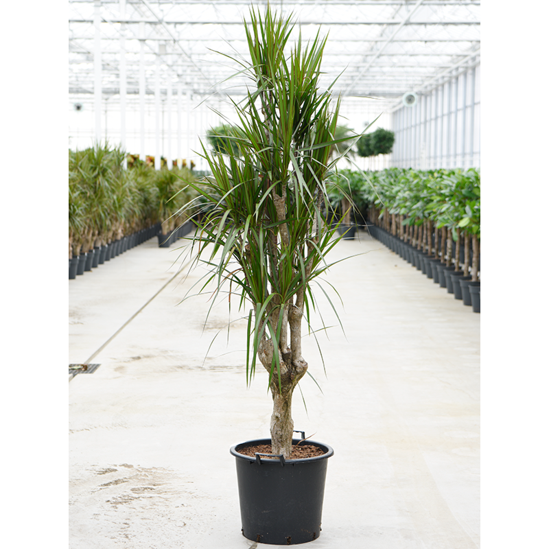 Dracaena marginata
