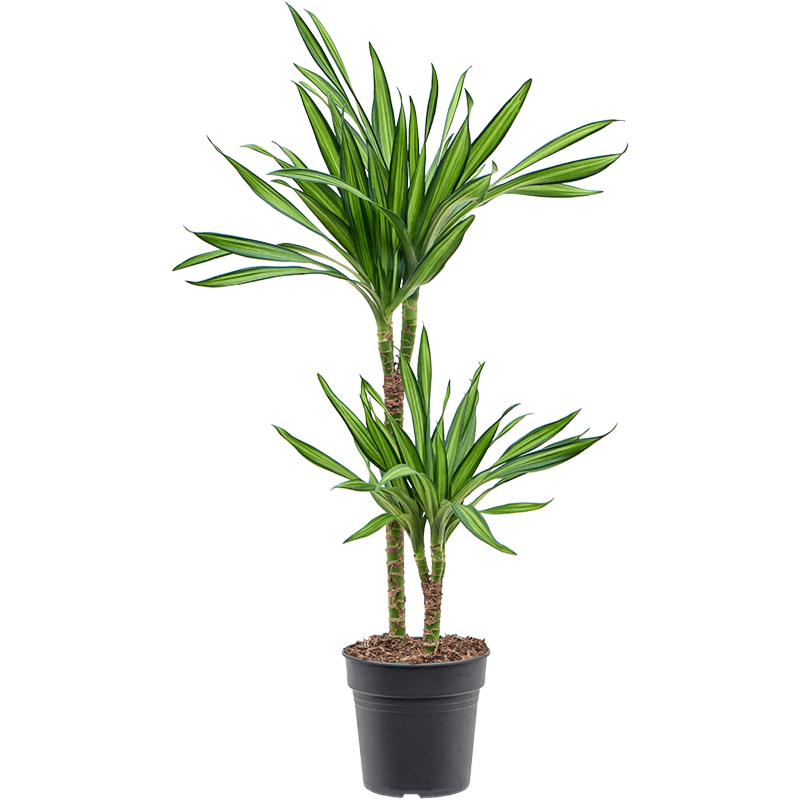 Dracaena fragrans 'Riki'