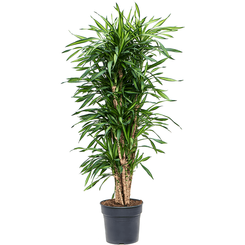 Dracaena fragrans 'Riki'