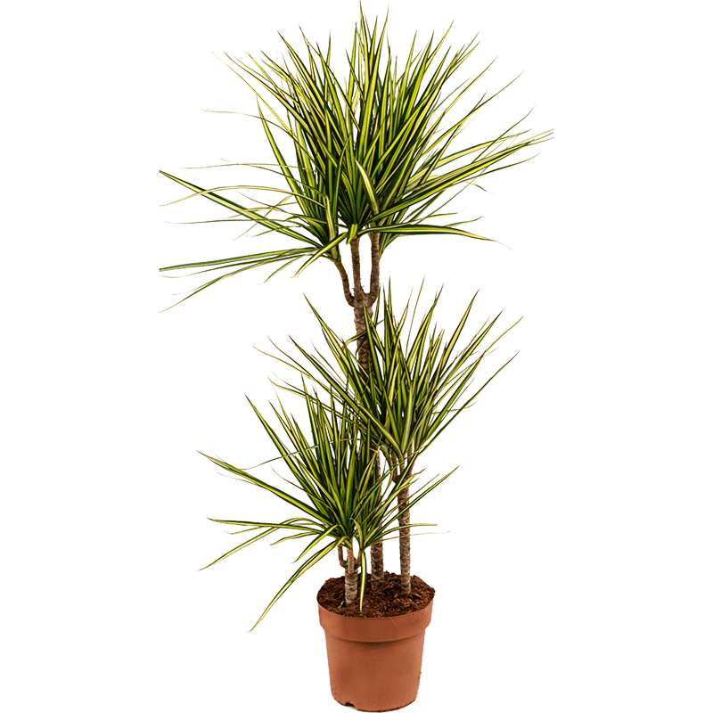 Dracaena marginata 'Sunray'