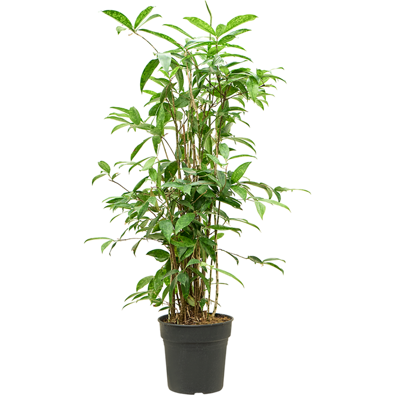 Dracaena surculosa