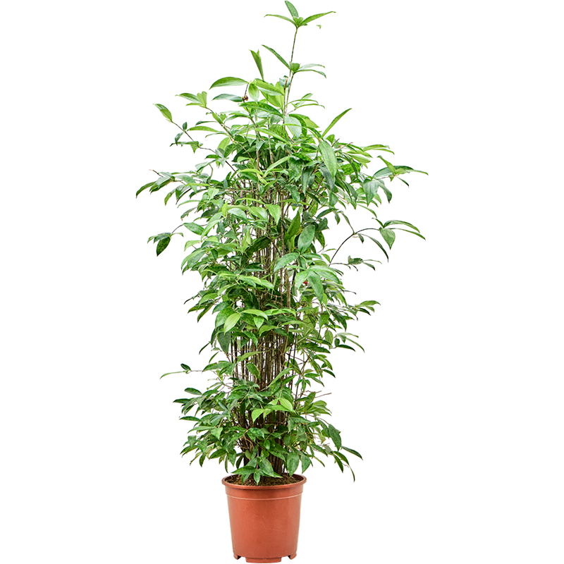 Dracaena surculosa