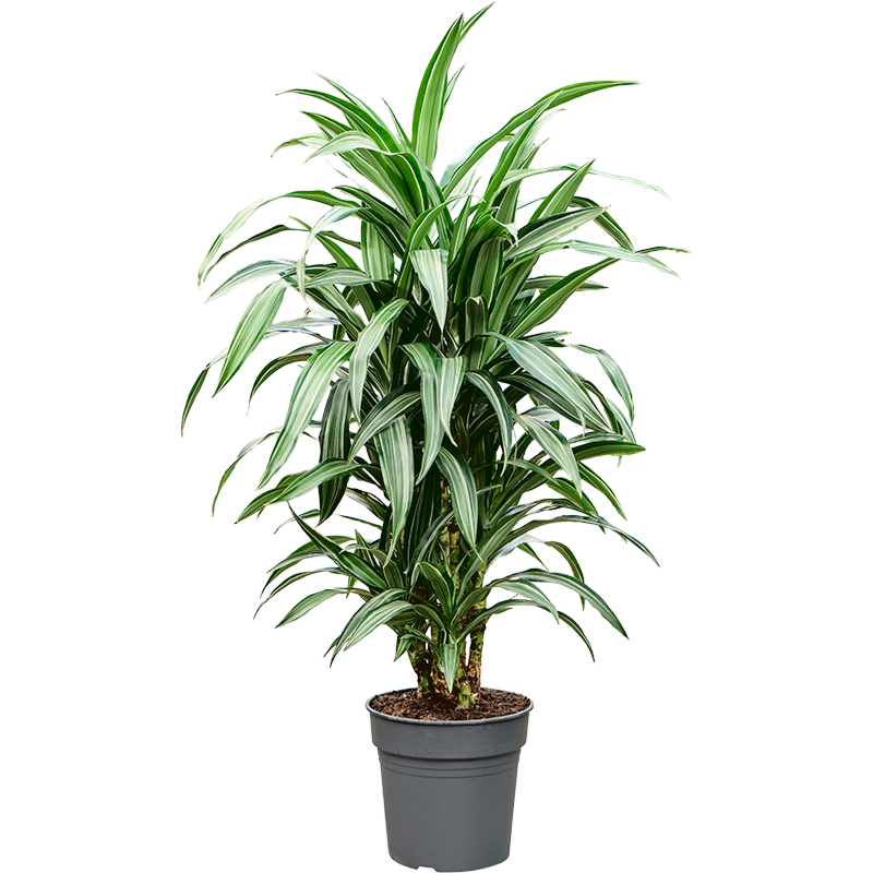 Dracaena fragrans 'Ulises'