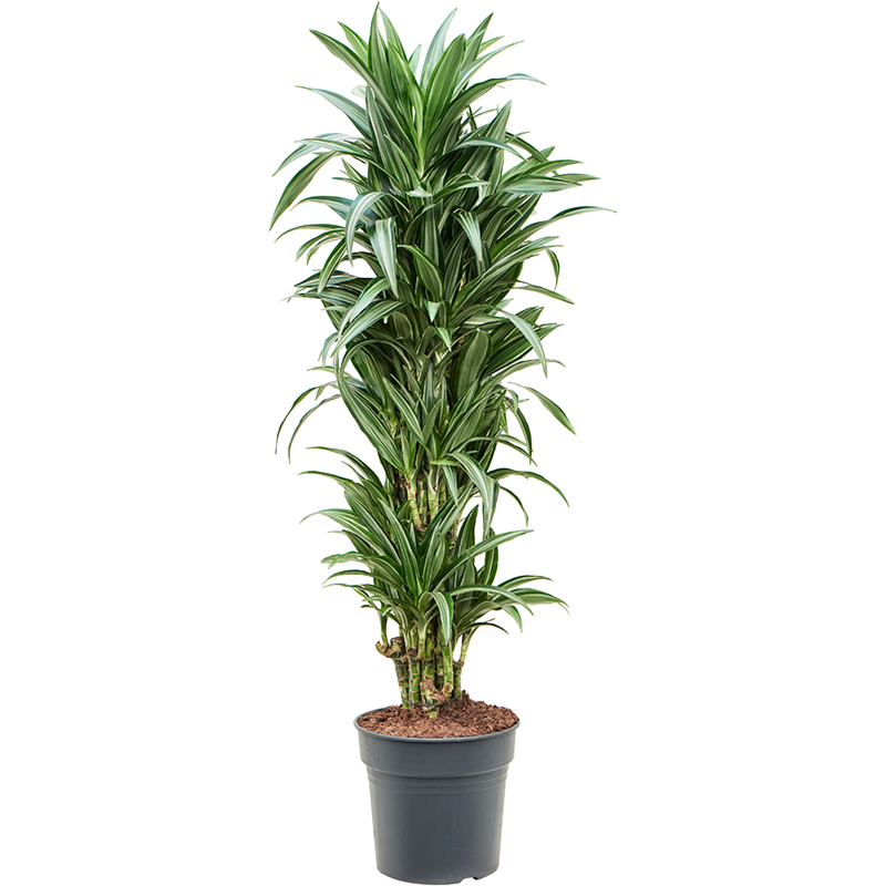 Dracaena fragrans 'Ulises'