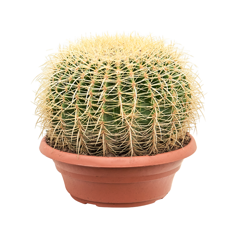 Echinocactus grusonii