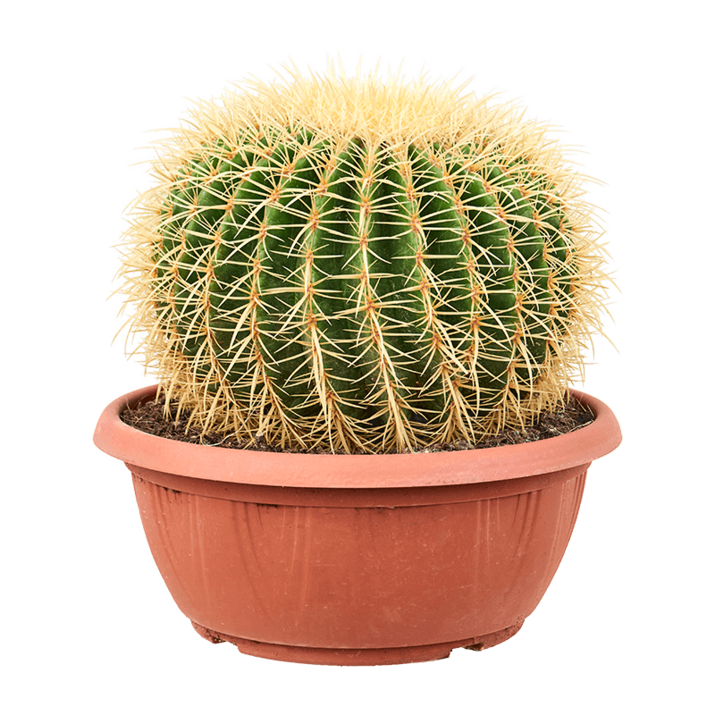Echinocactus grusonii