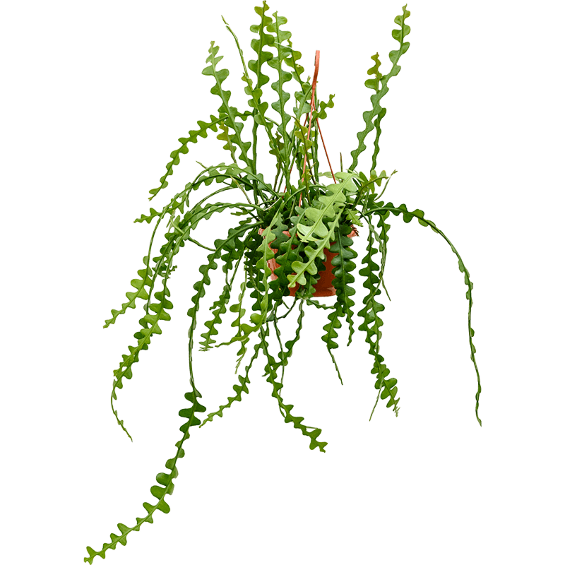 Epiphyllum anguliger