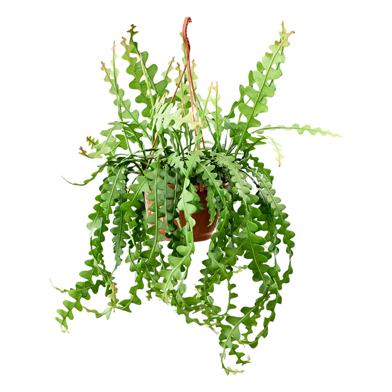 Epiphyllum anguliger