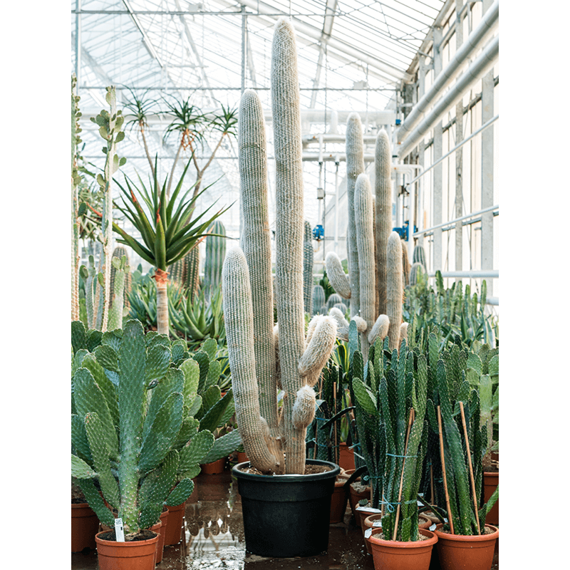 Espostoa lanata