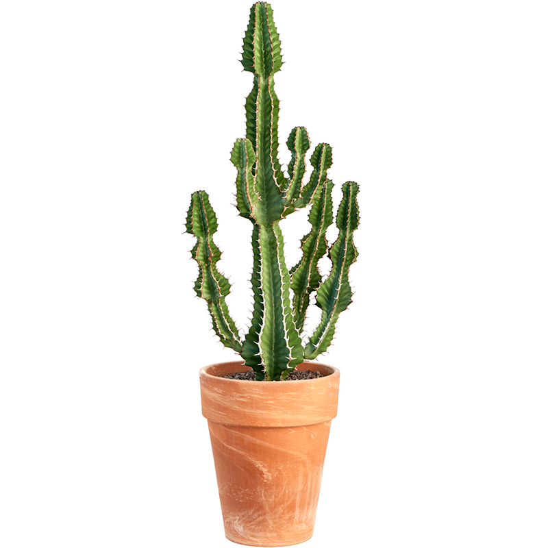 Euphorbia cooperi 'Blue'
