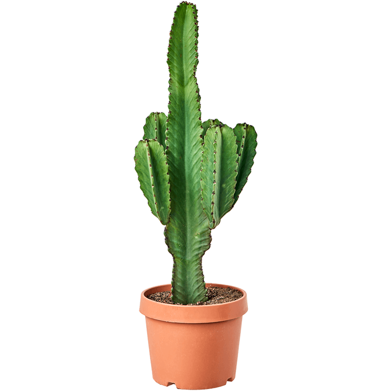 Euphorbia ingens