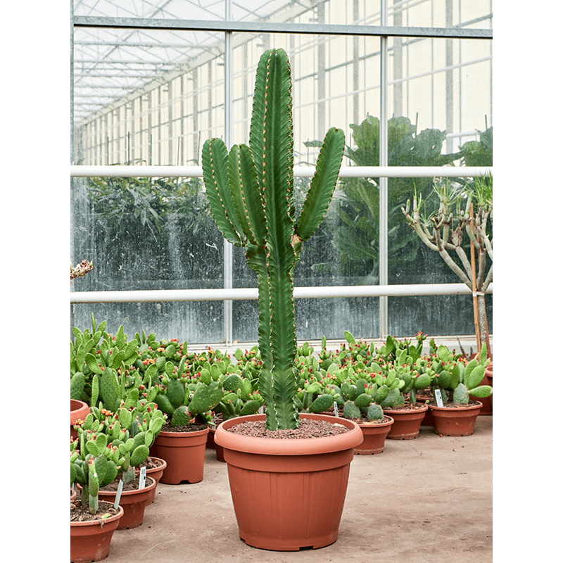 Euphorbia ingens