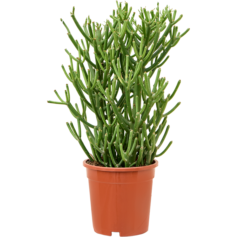 Euphorbia tirucalli