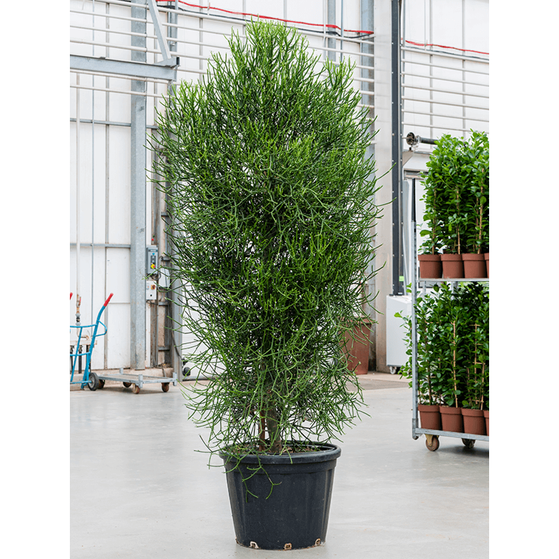 Euphorbia tirucalli