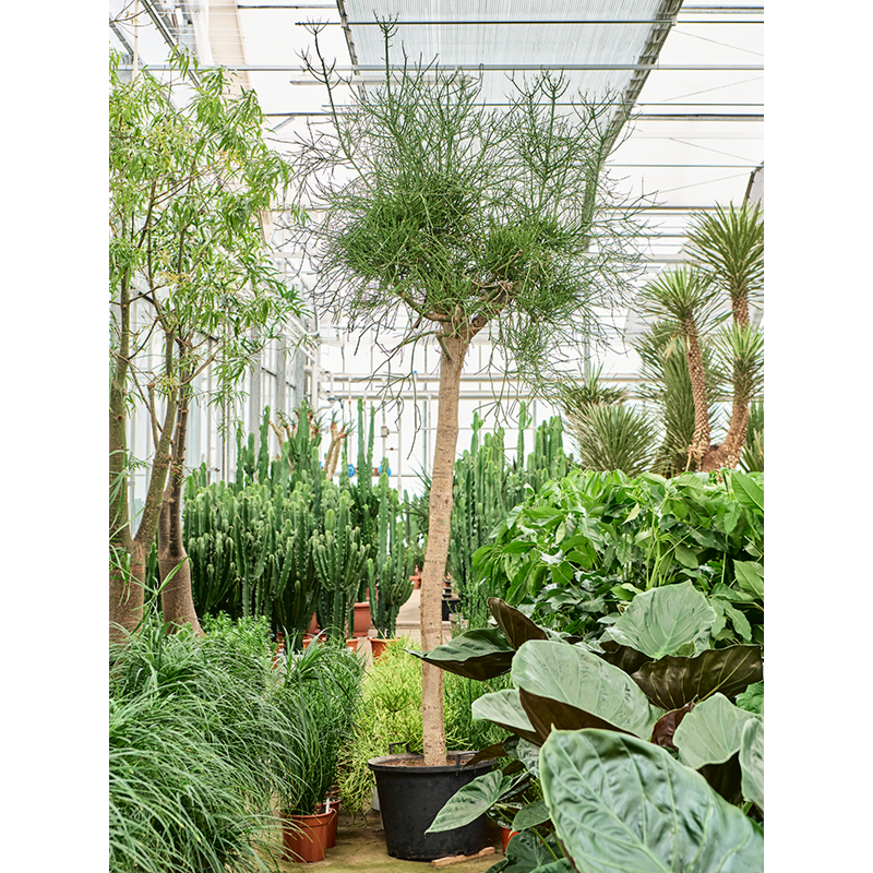 Euphorbia tirucalli