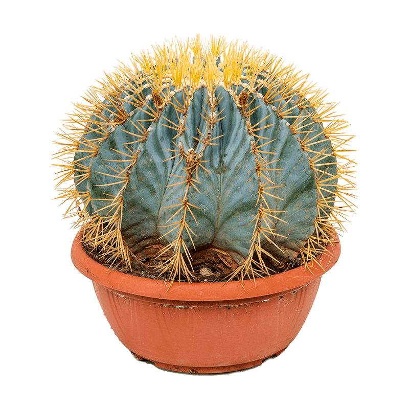 Ferocactus glaucescens