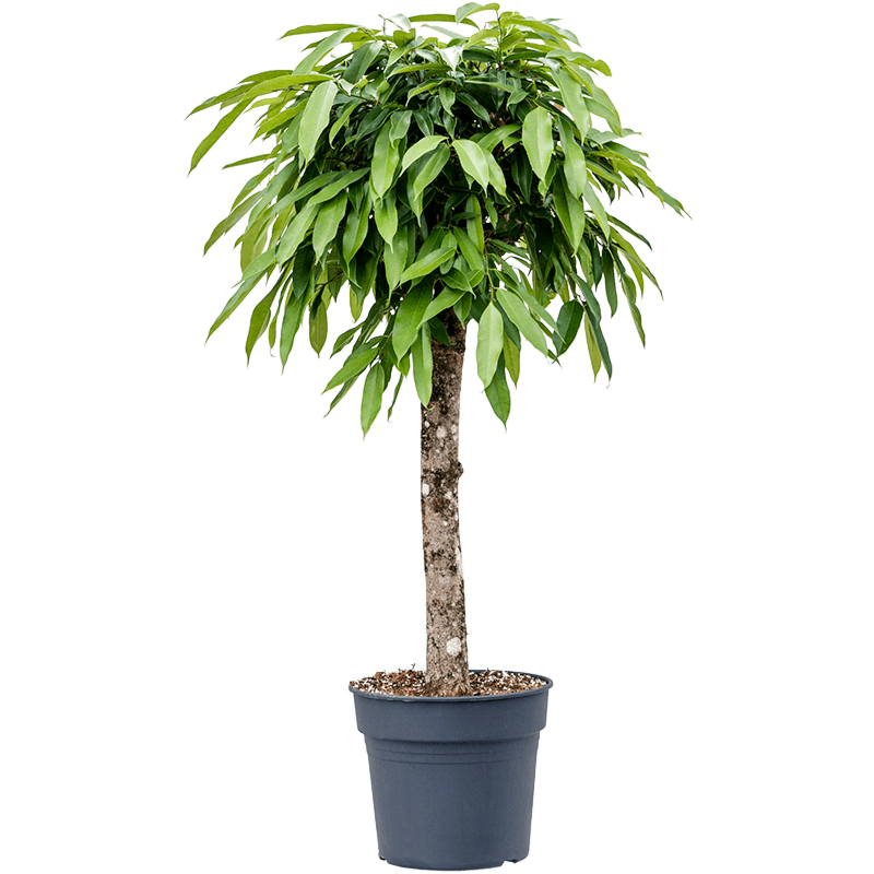 Ficus binnendijkii 'Amstel King'