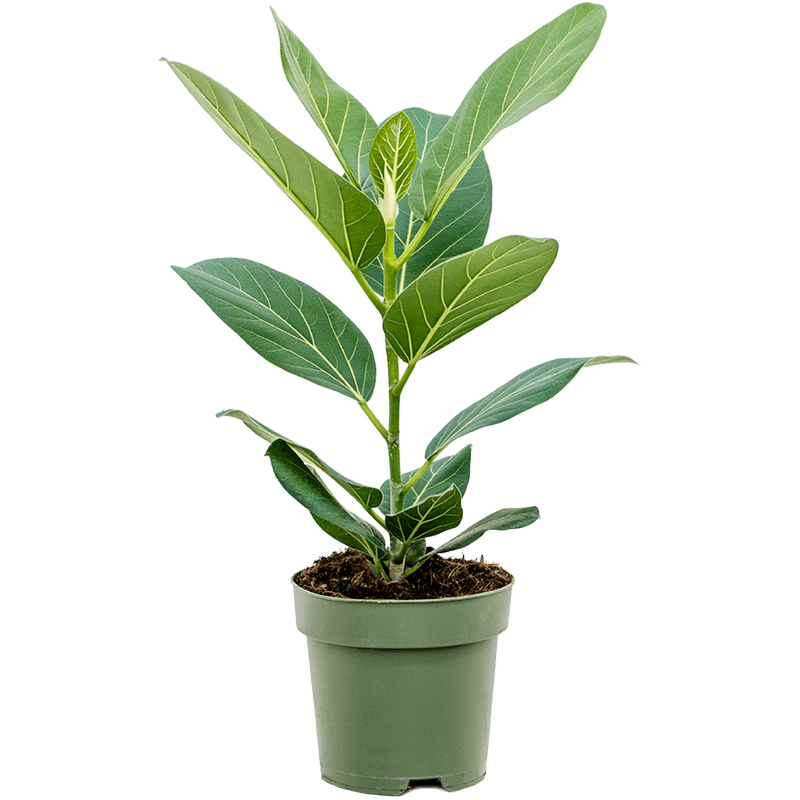 Ficus benghalensis 'Audrey'
