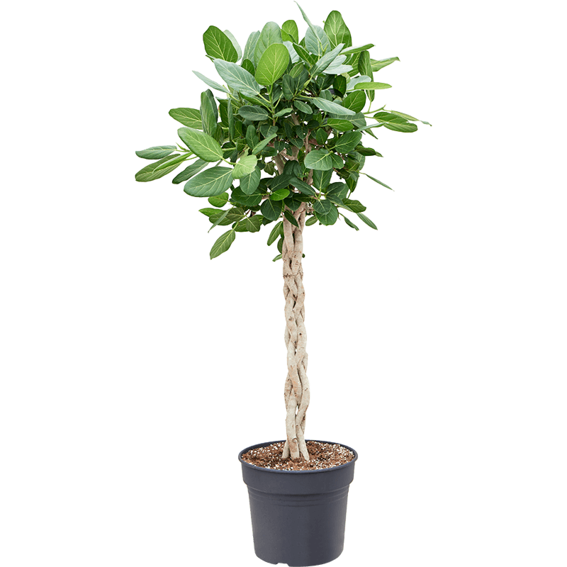 Ficus benghalensis audrey, kantoorplant op stam