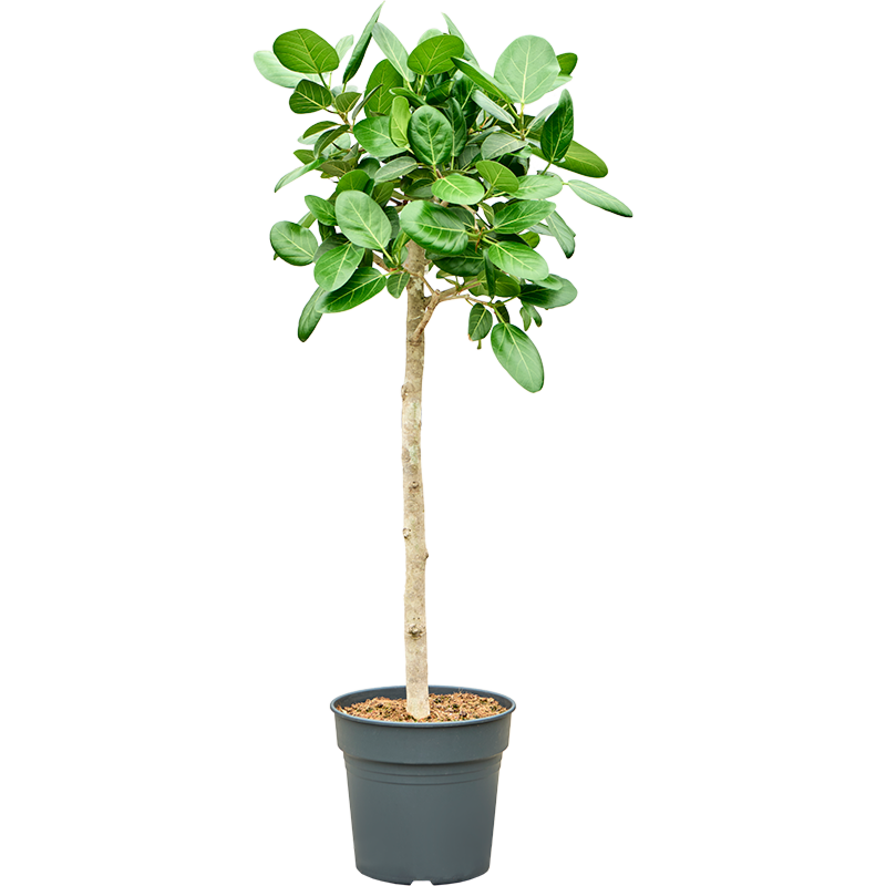 Ficus benghalensis 'Audrey'
