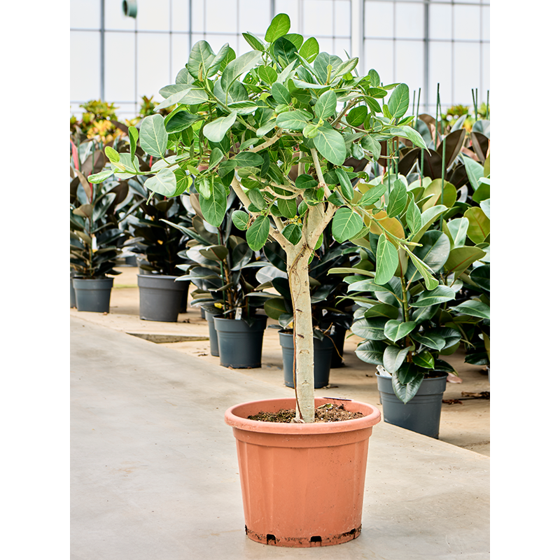 Ficus benghalensis 'Audrey'