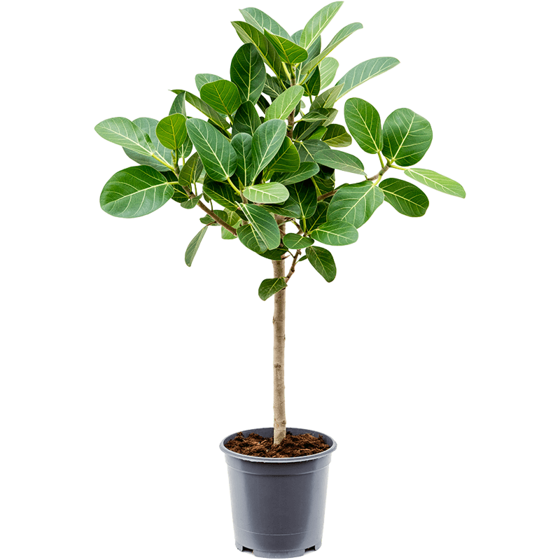 Ficus benghalensis audrey mooie kantoorplant bij het raam