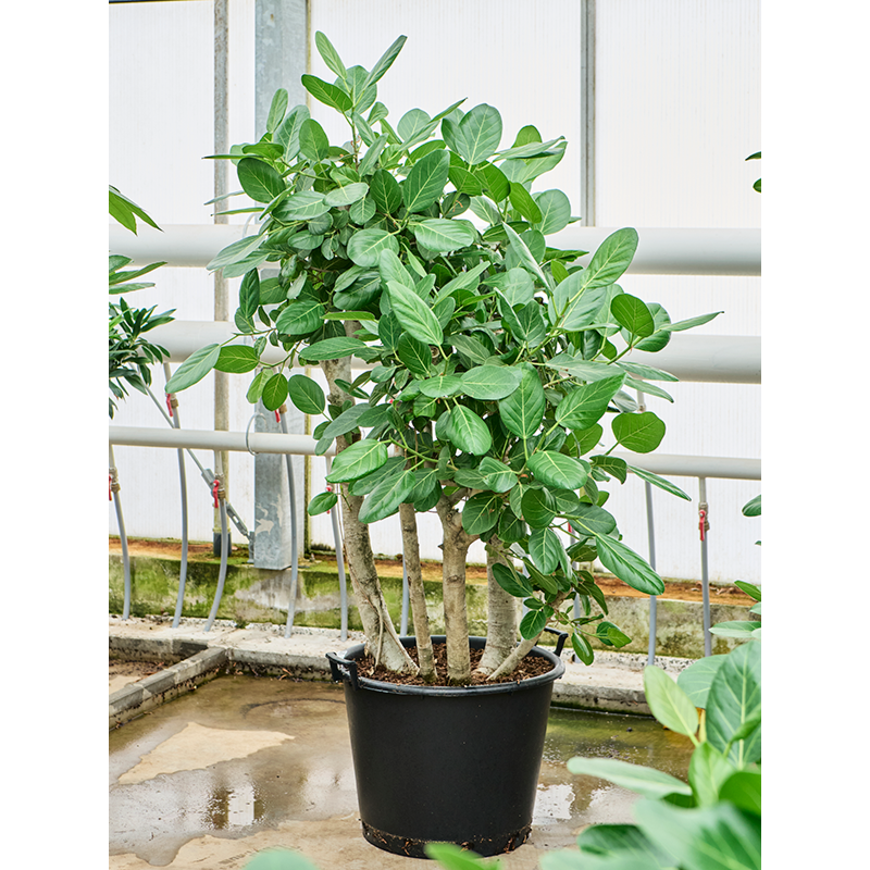 Ficus benghalensis. Robuuste kantoorplant voor een lichte locatie