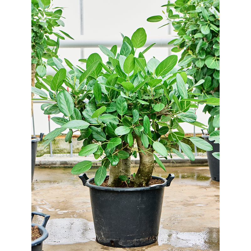 Ficus benghalensis
