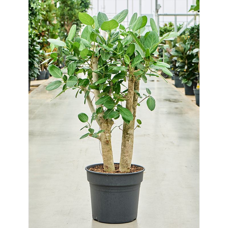 Ficus benghalensis, robuuste kantoorplant
