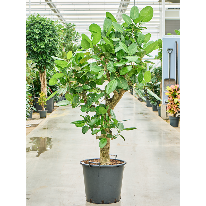 Ficus benghalensis