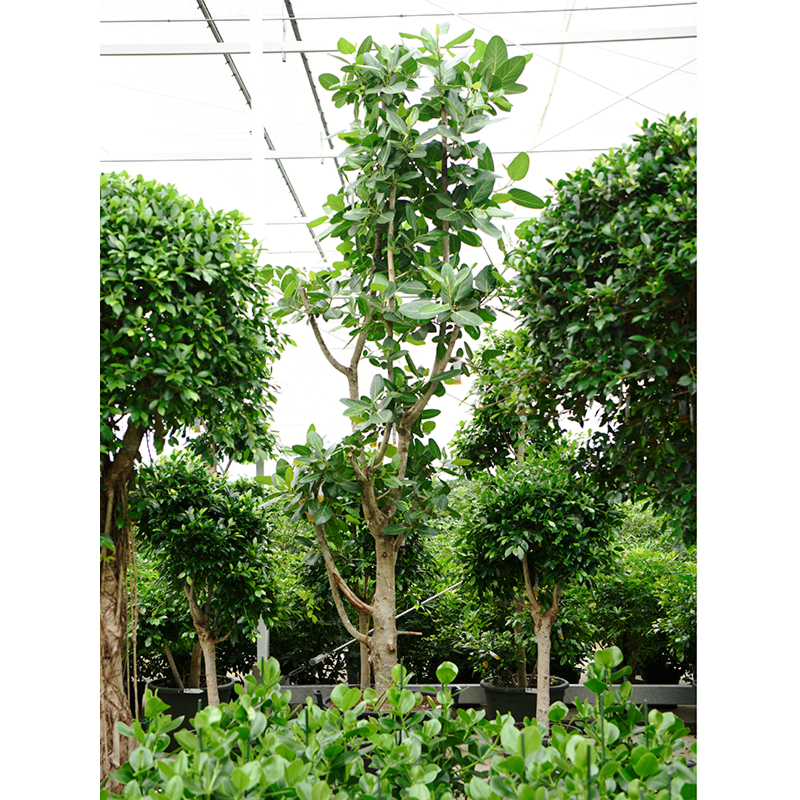 Ficus benghalensis