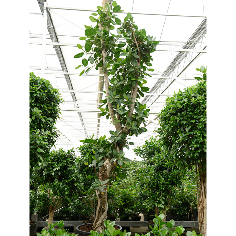Ficus benghalensis, grote boom voor kantoor met voldoende licht