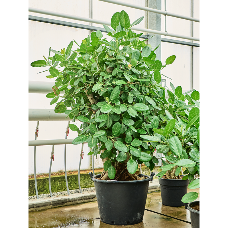 Ficus benghalensis