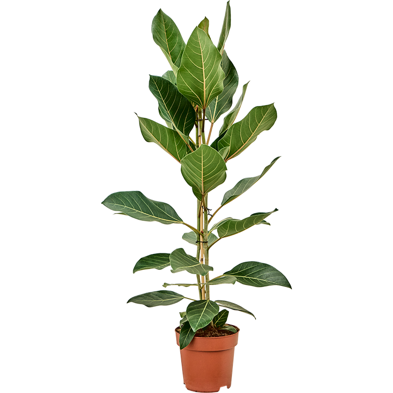 Ficus benghalensis 'Joy'