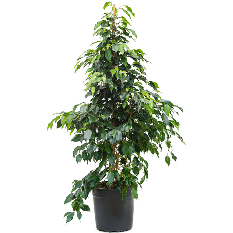 Ficus benjamina 'Danielle'