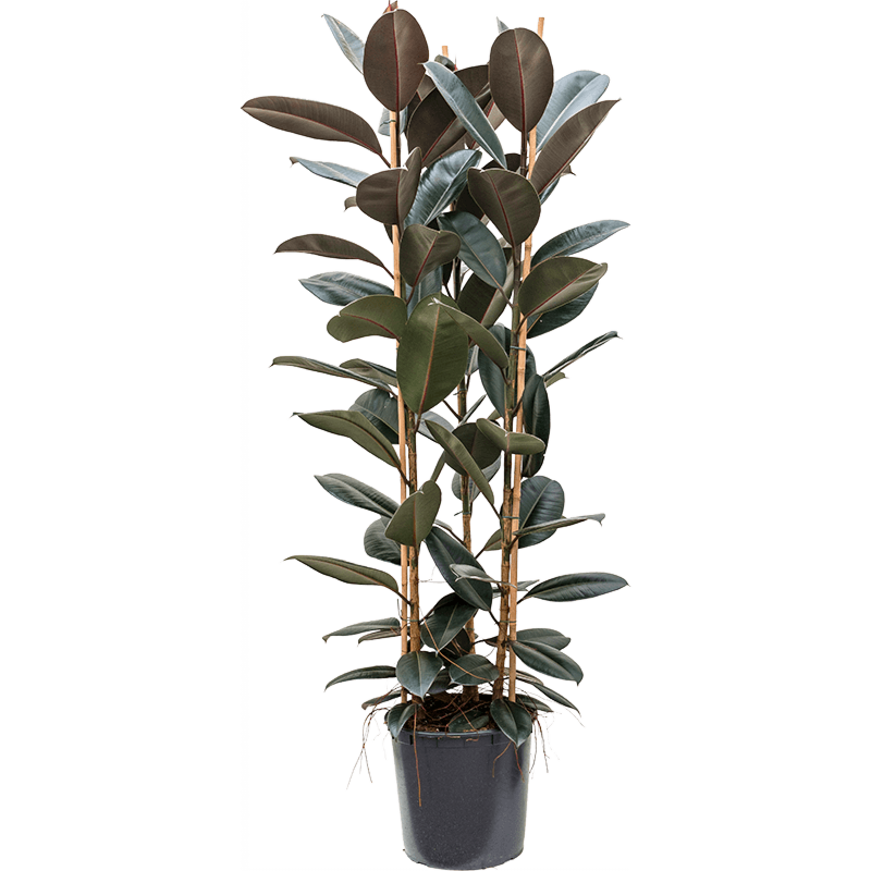 Ficus elastica 'Abidjan'