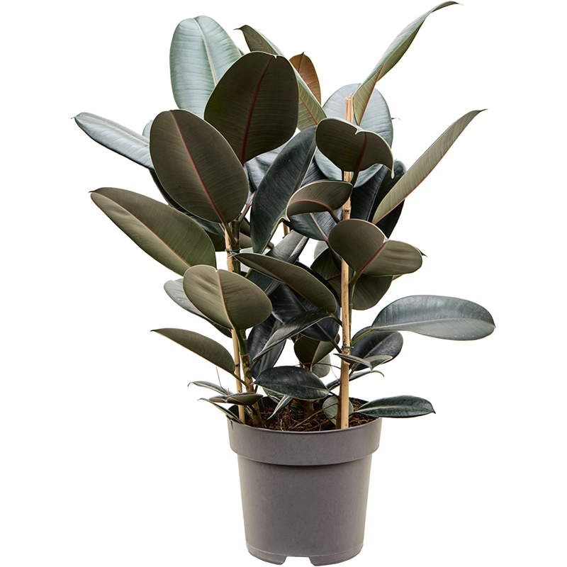 Ficus elastica 'Abidjan'