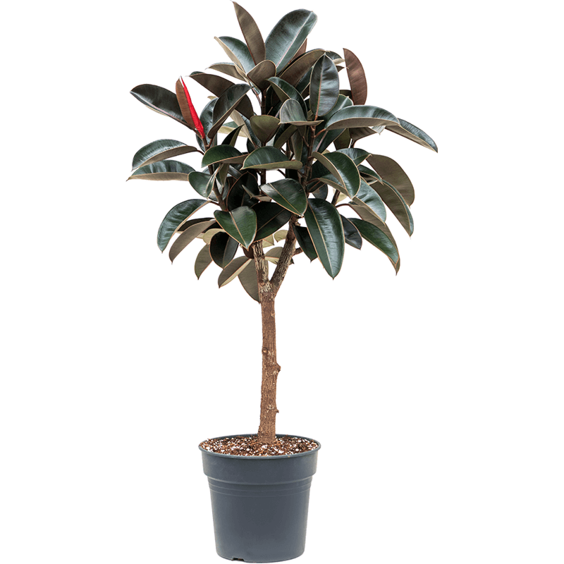 Ficus elastica 'Abidjan'