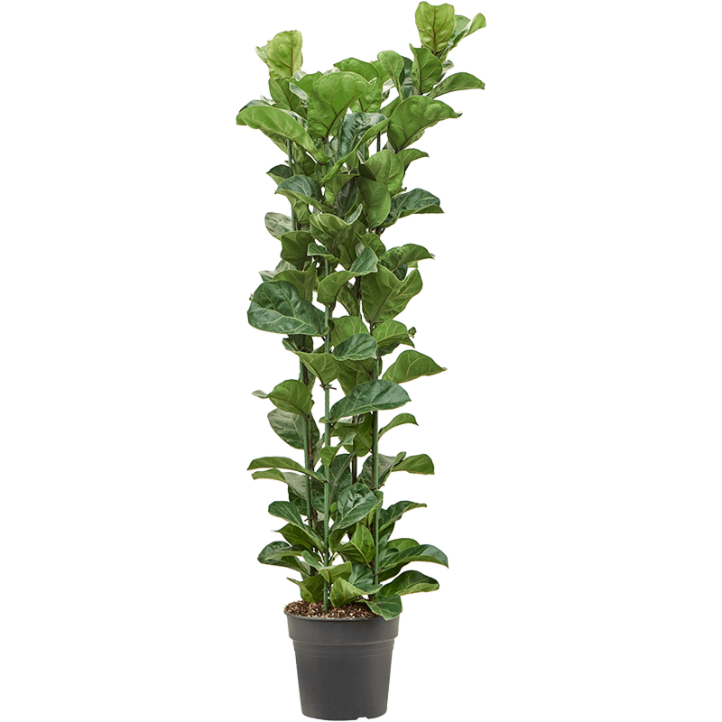 Ficus lyrata 'Bambino'