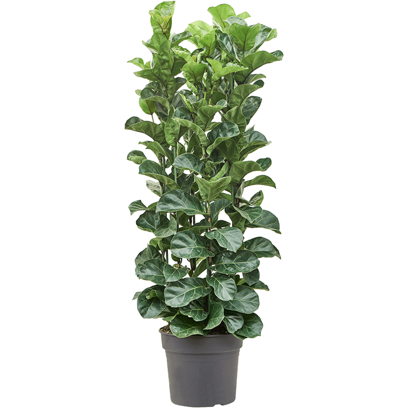 Ficus lyrata 'Bambino'